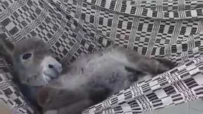 Descansar