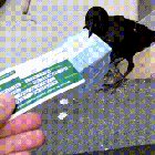 Bamboozled the birb
