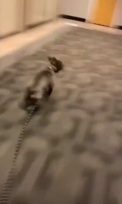 Obedient dog