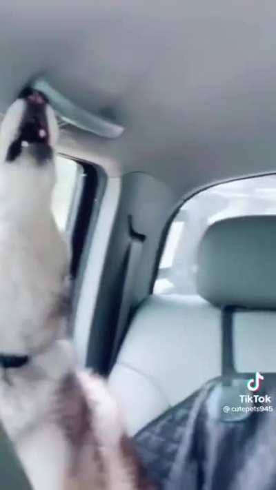 Cachorros que acabaram de lembrar que vivem no Brasil. Me representam bem.