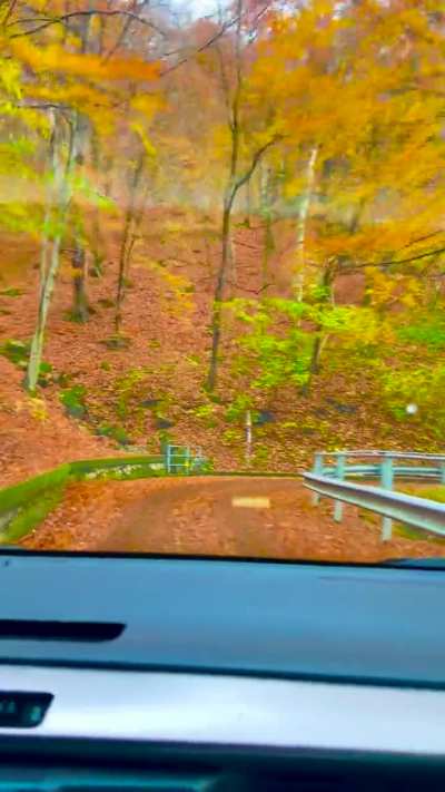 The road to our house looking very autumnal