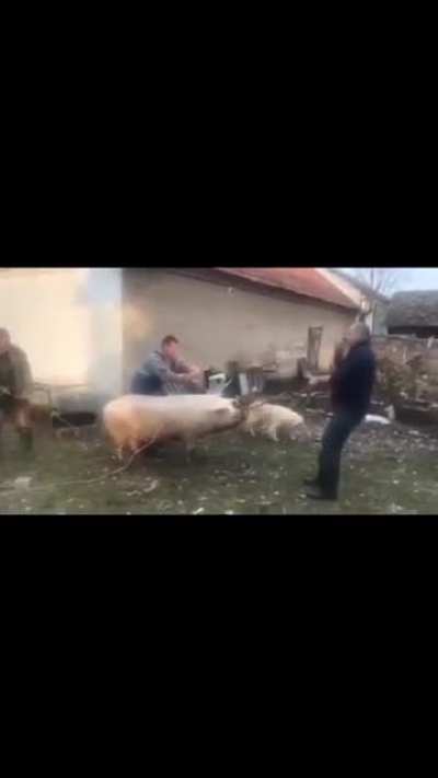 svinja umire od struje