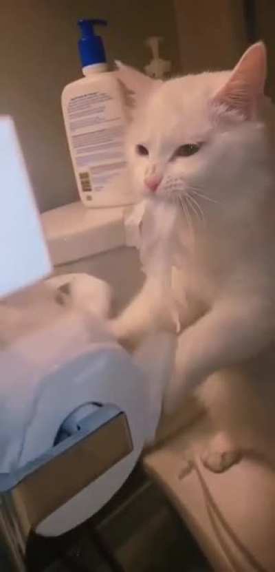 Cat's workout