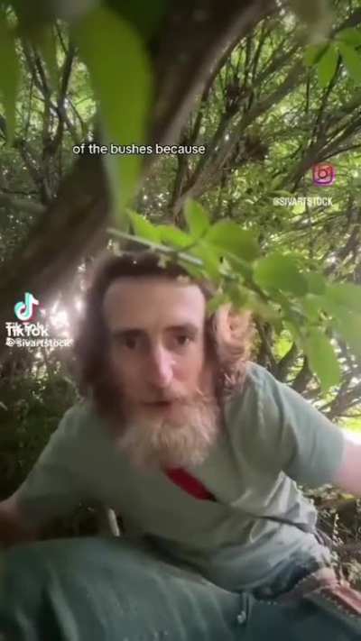 Ivern mains be like 