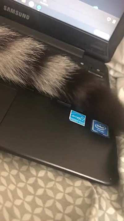 my cat flicks his tail to the rhythm of buzzcut season! i tested this a couple times and he does a very similar movement every time.