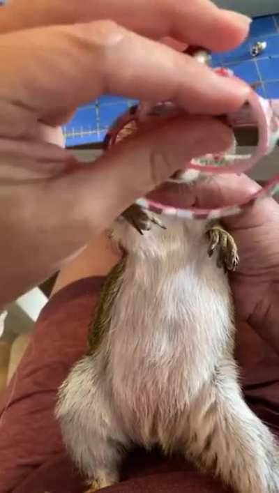 Cute squirrel