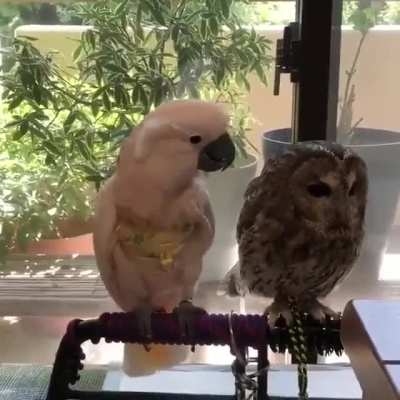too clingy parrot
