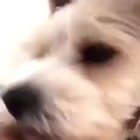 lambendo muito.