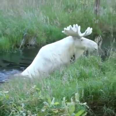 IRL lengendary pelt