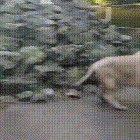 Pop.