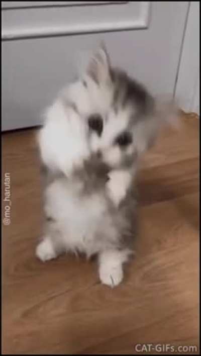 Touch tha whiskers