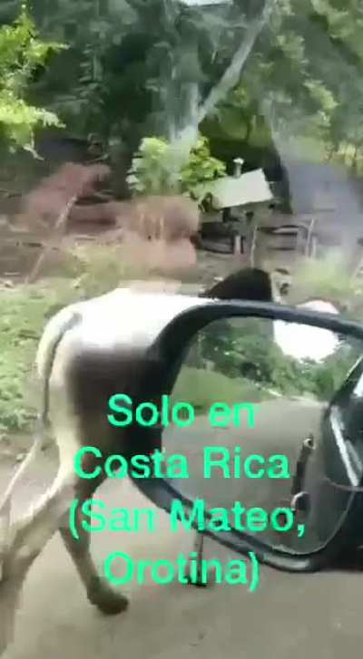 Just a normal day in Costa Rica