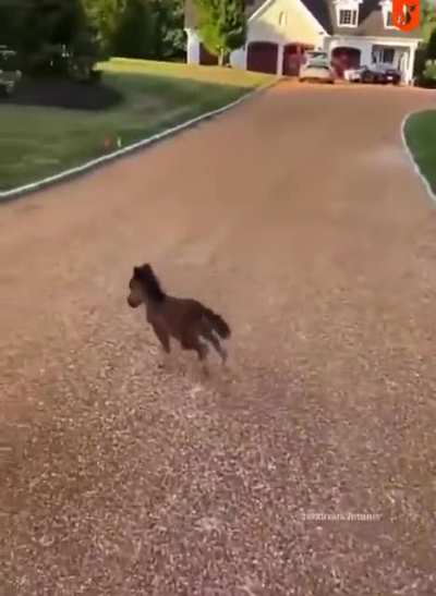 I've always wanted a remote-control horse