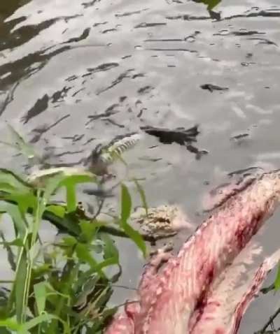 Gator go s p i n