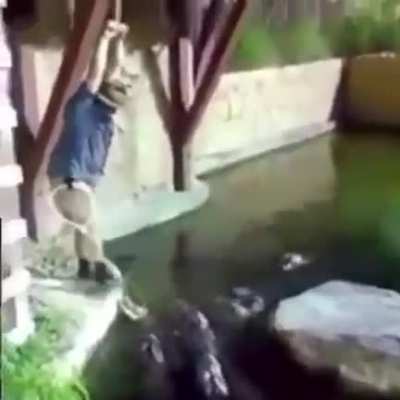 The largest reptiles on Earth bout to meet the dumbest mammals on Earth 😳