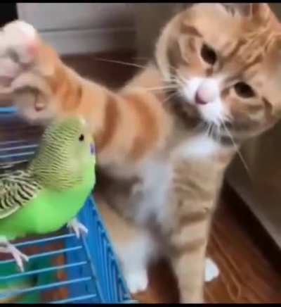 Aww...Good Birdy