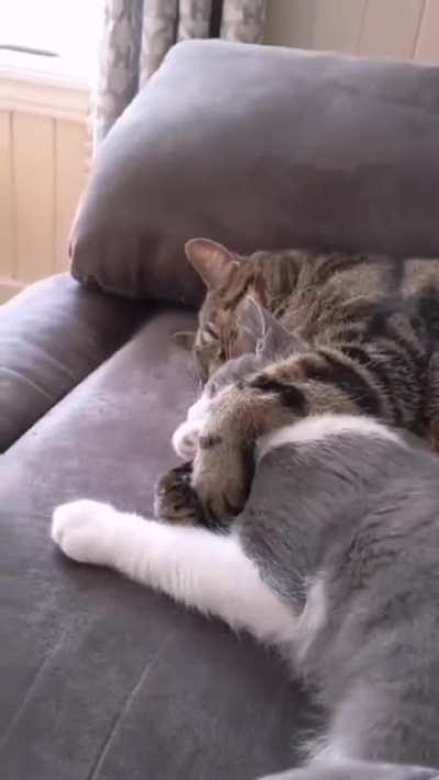 cuddled closer