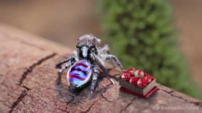 Tiny Spiders