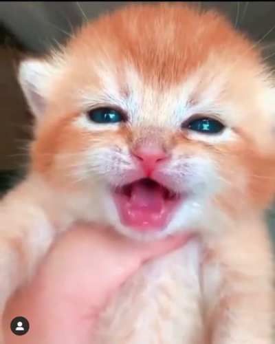 tiny screams
