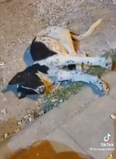 Contortionist dog