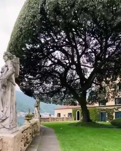 Impressive Holm Oak Known as The Umbrella Tree, Italy