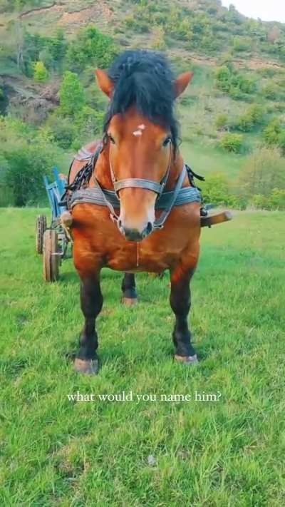 Of a horse