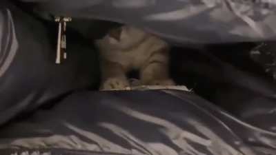 Couch monster has the most adorable eyes.
