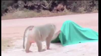 Monke scare
