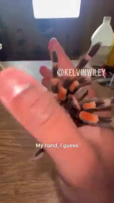 Tarantula fang anchoring 