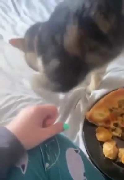 Cat is digging something 