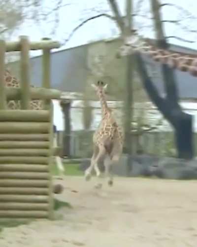 Baby giraffe learning to use legs better