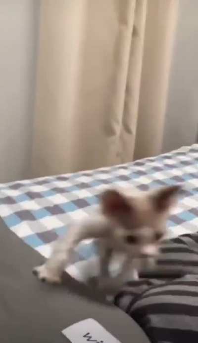 Gremlin