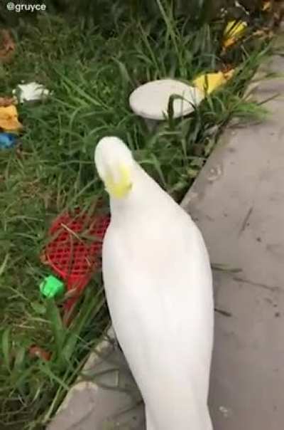 Poor poor rooster.