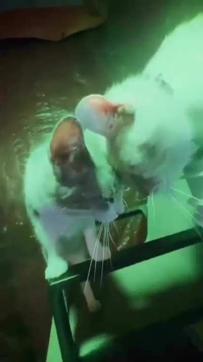 Go easy on catnips