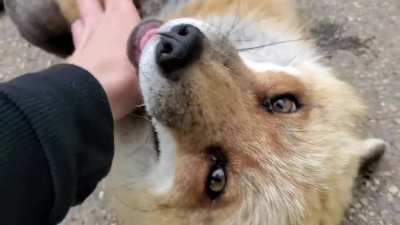 These foxes are adorable, even if they laugh like killer clowns.