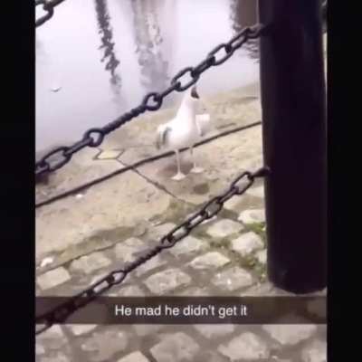 NOOOOOOOO
