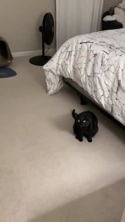 My cat Willa meows like a laser (pew pew)
