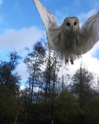 Beautiful Burn Owl