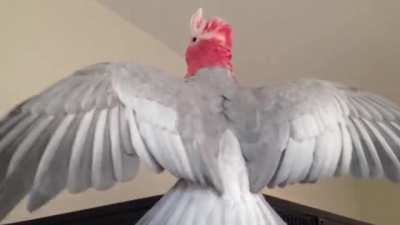 bird falls off cage
