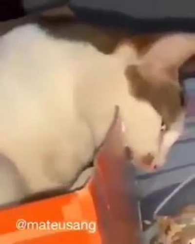 Gato 5Head