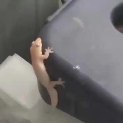 lizard shake shake