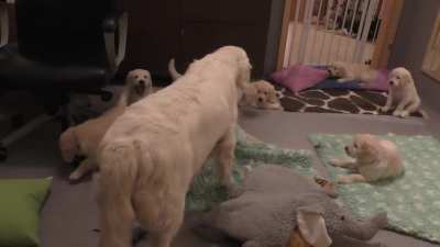 How an experienced dog mother teaches her 8 weeks old puppies to be calm