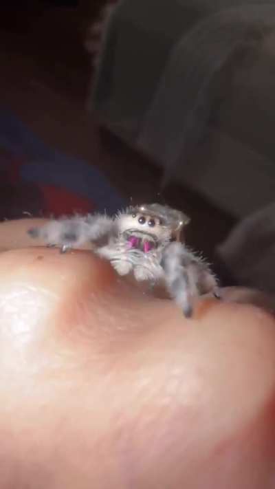 Delightful spoidunkus