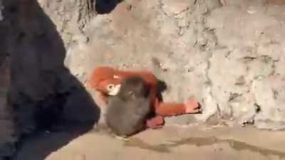SHOCKING VIDEO! Punch, the viral lonely monkey, was attacked by another member of his troop and immediately returned to his plush toy for comfort