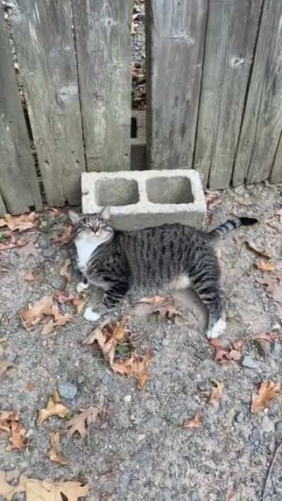 Chonky boi Leo scratching on a brick