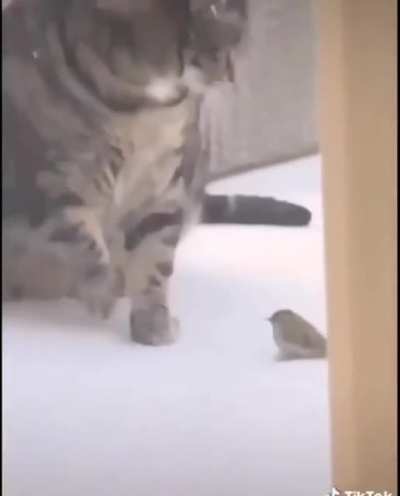 knockout