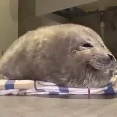 Flauscher