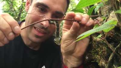 A caterpillar that takes the form of a snake when it feels threatened