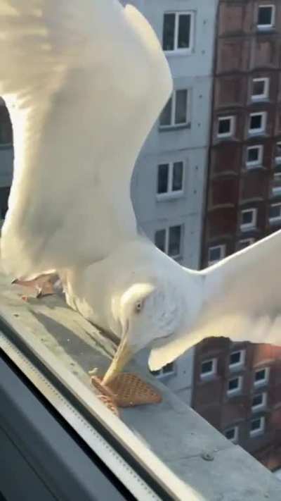 2typesofbirbs