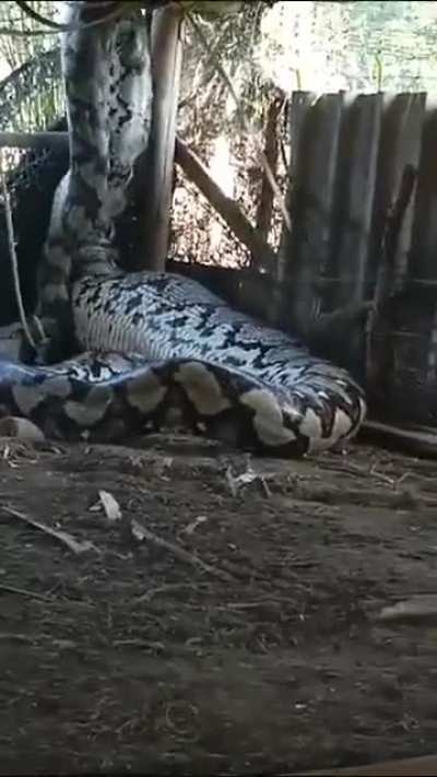 Snake Unit.